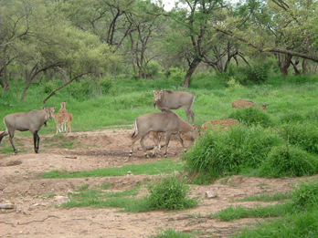 Cervi al parco Ranthambore - Rajasthan, India